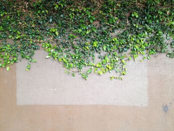 Ivy growing on wall