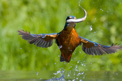 Close-up of bird flying over lake