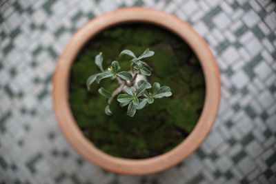 High angle view of potted plant