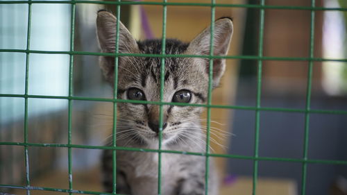 Close-up portrait of a cat looking through fence