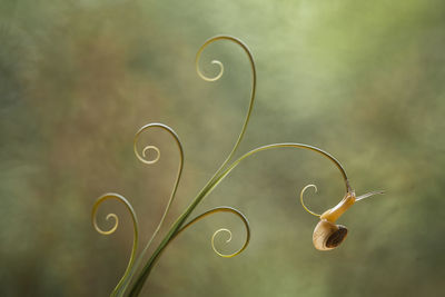 Snail from borneo forest