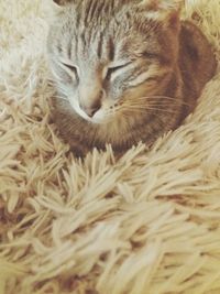 Close-up of cat resting