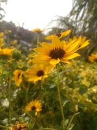 Close-up of yellow cosmos flowers blooming outdoors