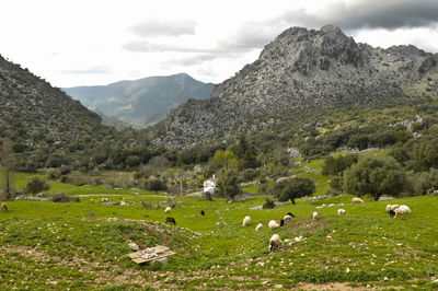 Flock of sheep grazing in a field