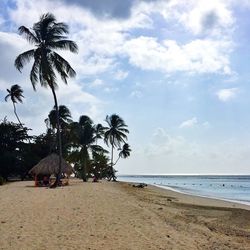 Palm trees on beach