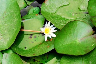 High angle view of flowering plant leaves in water