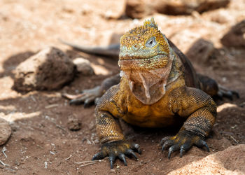 Close-up of lizard on rock