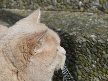 Close-up of a cat