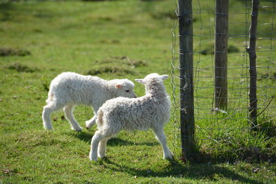 Lambs on grassy field by fence