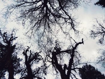 Low angle view of silhouette tree against sky