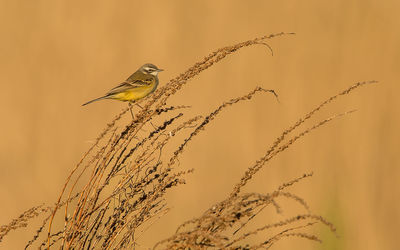 Close-up of bird perching on plant