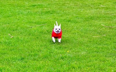 High angle view of dog running on grass