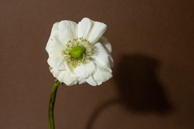 Close-up of white flowering plant