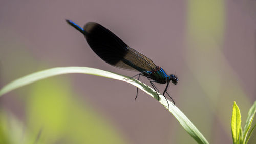 Damselfly resting or watching on a leaf above the river in the sunlight of a summer day.