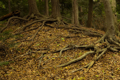 Tree trunk in forest