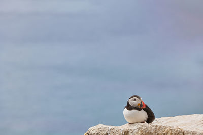 Puffin standing on a rock cliff . fratercula arctica