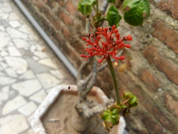 Close-up of red flowers