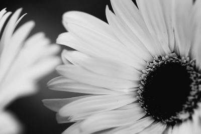 Close-up of white daisy on black background