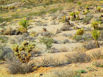 View of cactus growing in desert