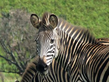 Portrait of a zebra