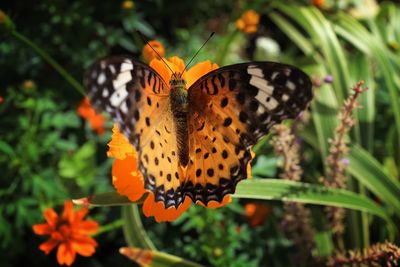 Close-up of butterfly pollinating on yellow flower