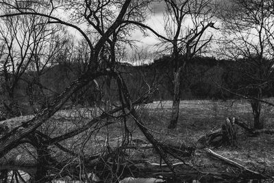 Bare trees on field in forest