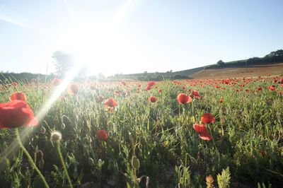 Red poppy flowers in field