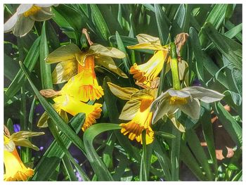 Close-up of yellow flowering plants