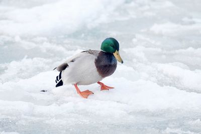 Male mallard duck on ice