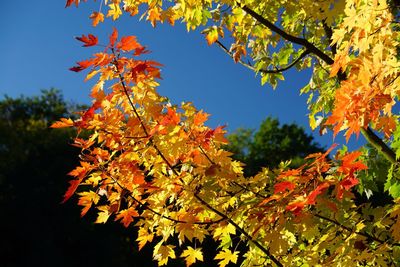 Low angle view of maple tree