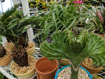 High angle view of potted plants
