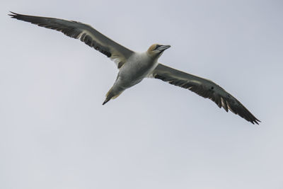 Low angle view of birds flying against clear sky