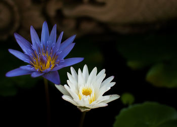 Close-up of water lily in lake