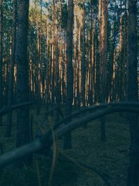 Trees in forest