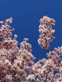 Low angle view of cherry blossoms against blue sky