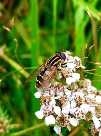 Close-up of butterfly perching on flower