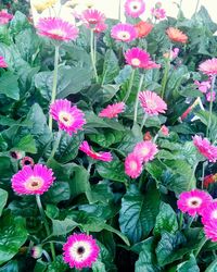 High angle view of pink flowers blooming outdoors