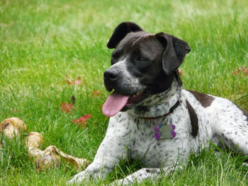 Close-up of dog sitting on grassy field