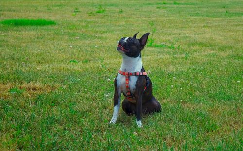 Dog sitting on grass