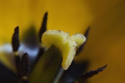 Close-up of yellow flower