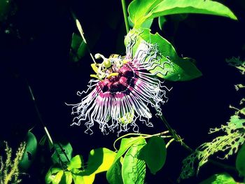 Close-up of flowers