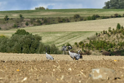 Birds in a field