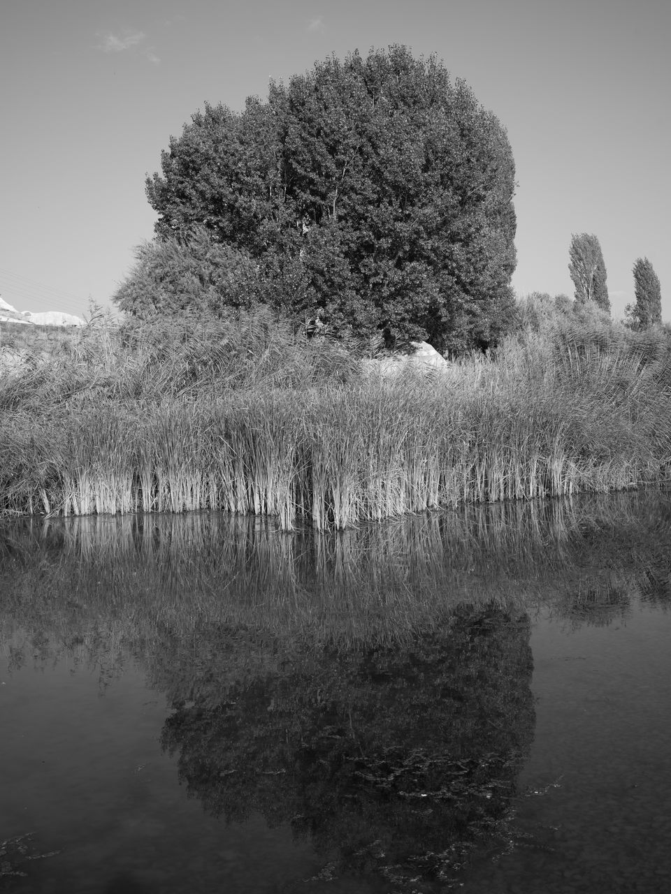 plant, tree, black and white, reflection, nature, water, monochrome, monochrome photography, sky, tranquility, scenics - nature, beauty in nature, landscape, no people, lake, environment, tranquil scene, land, mist, growth, winter, non-urban scene, outdoors, morning, day, grass, travel destinations