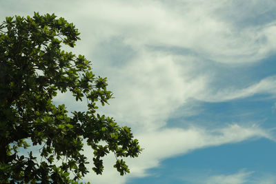 Low angle view of tree against sky