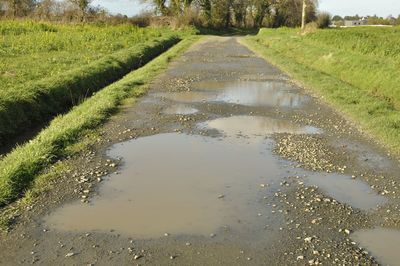 Reflection of trees on puddle