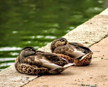 Two ducks sleeping
