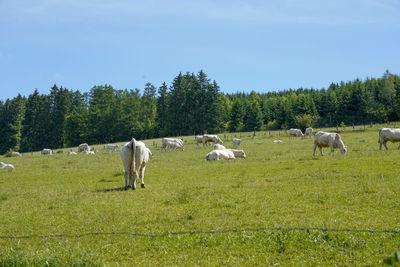 Cow cattle herd grazing in a field