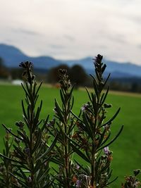 Close-up of plants growing on field against sky