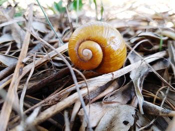 Close-up of snail