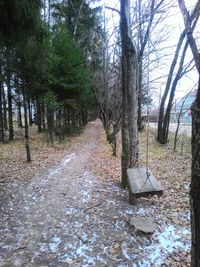 View of bare trees in forest